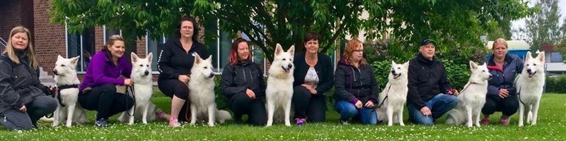 Kasmurens Kennel Uppfödning av Vit herdehund