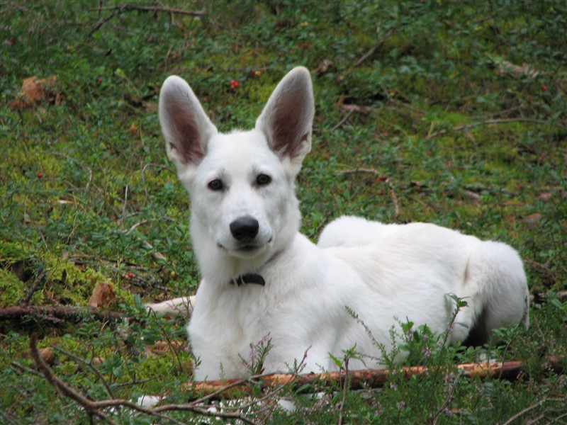 Cash i skogen 1208 018.JPG