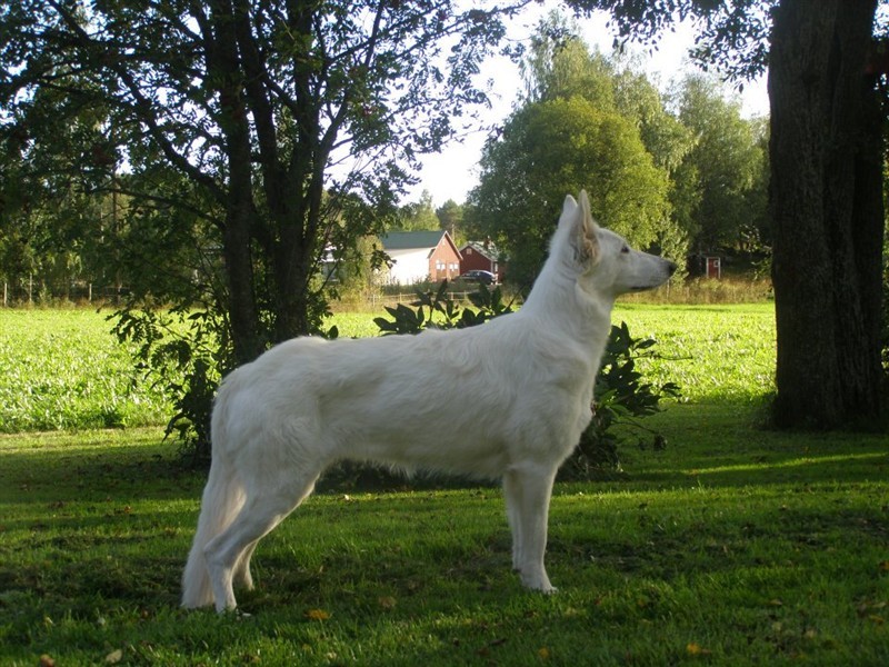 dolly 10.jpg